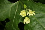 Bryonia cretica subsp. dioica RCP5-09 058.jpg